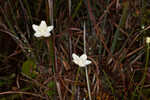 Carolina grass of Parnassus